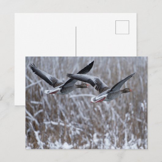 Paar Greylag Ganzen Vliegen in briefkaart (Voorkant / Achterkant)