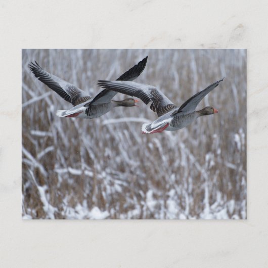 Paar Greylag Ganzen Vliegen in briefkaart (Voorkant)