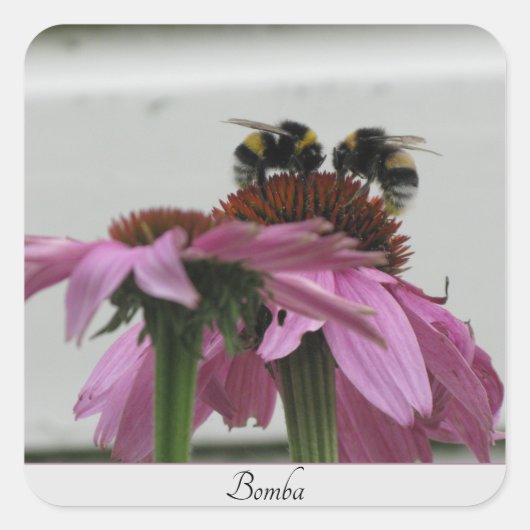 Paar hommels op coneflower vierkante sticker (Voorkant)