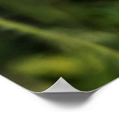 Paar klaprozen poster (Hoek)