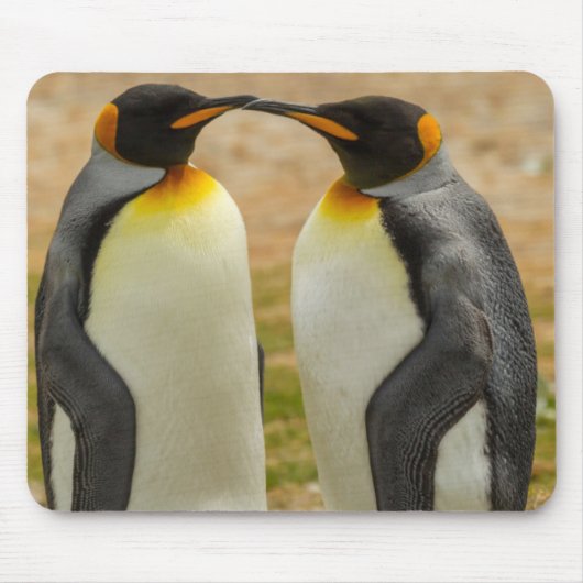 Paar koningspinguïns, Falklandeilanden Muismat (Voorkant)