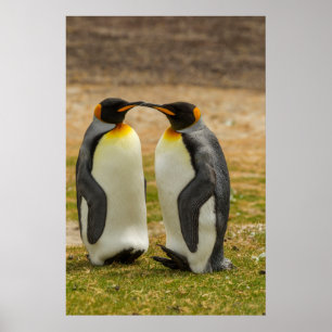 Paar koningspinguïns, Falklands Poster
