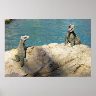 Paar Leguanen Tropische Natuurfotografie Poster