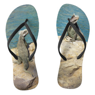 Paar Leguanen Tropische Natuurfotografie Teenslippers