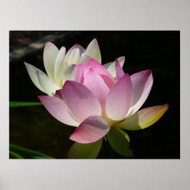 Paar Lotusbloemen II Poster