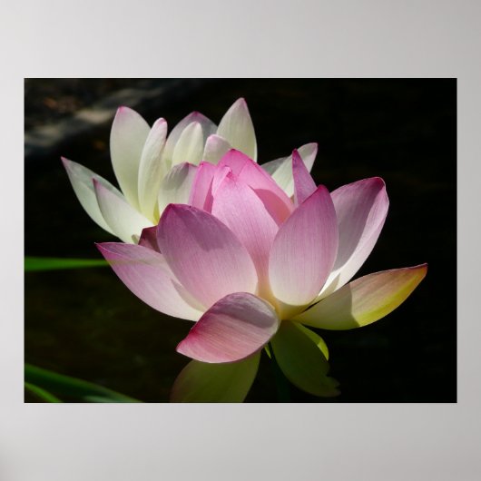 Paar Lotusbloemen II Poster (Voorkant)