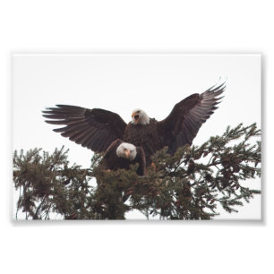 Paar Majestic Kale Adelaars Mating voor het Leven Foto Afdruk