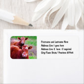 Paar Oude Koeien Etiket (Insitu)