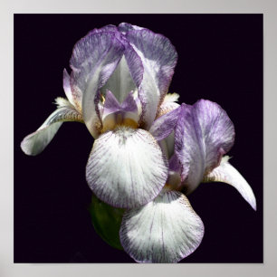 Paar paarse en witte baardirisbloemen  poster