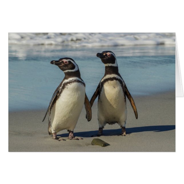 Paar pinguïns op het strand (Voorkant Horizontaal)