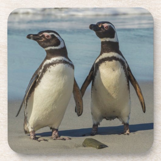 Paar pinguïns op het strand bier onderzetter (Voorkant)