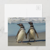 Paar pinguïns op het strand briefkaart (Voorkant / Achterkant)
