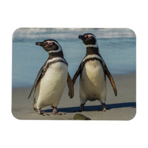 Paar pinguïns op het strand magneet