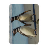 Paar pinguïns op het strand magneet (Verticaal)