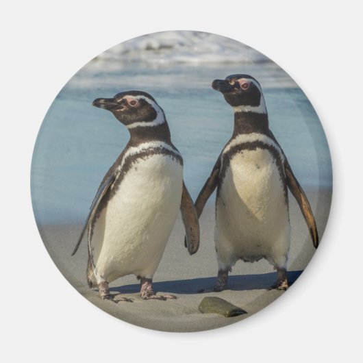 Paar pinguïns op het strand magneet (Voorkant)