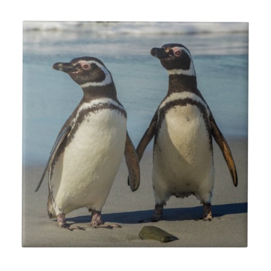 Paar pinguïns op het strand tegeltje (Voorkant)