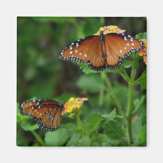 Paar Queen Vlinders magneet (Voorkant)