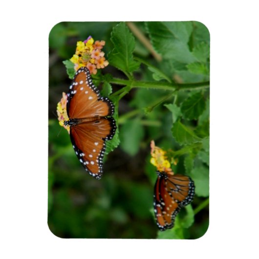 Paar Queen Vlinders Magneet (Verticaal)