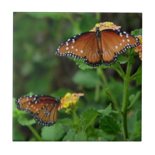 Paar Queen Vlinders Tegeltje (Voorkant)