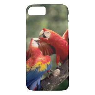Paar Scarlet Macaws Case-Mate iPhone Case