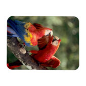 Paar Scarlet Macaws Magneet (Horizontaal)