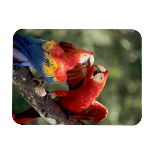 Paar Scarlet Macaws Magneet (Horizontaal)