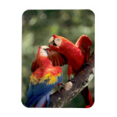 Paar Scarlet Macaws Magneet (Verticaal)
