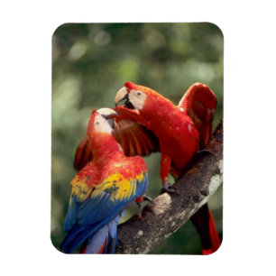 Paar Scarlet Macaws Magneet