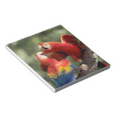 Paar Scarlet Macaws Notitieblok (Schuin)