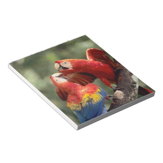 Paar Scarlet Macaws Notitieblok (Schuin)