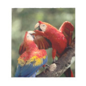 Paar Scarlet Macaws Notitieblok (Voorkant)