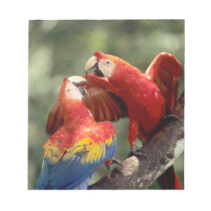 Paar Scarlet Macaws Notitieblok