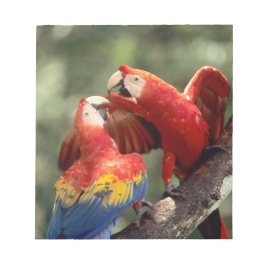 Paar Scarlet Macaws Notitieblok (Voorkant)