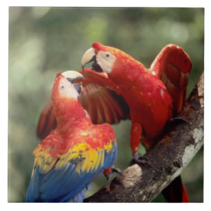 Paar Scarlet Macaws Tegeltje