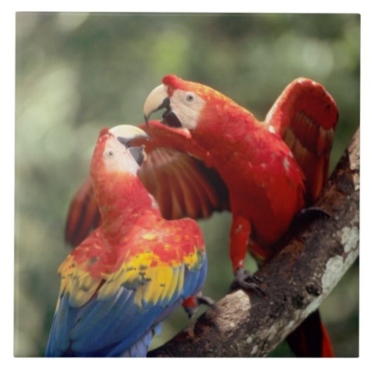 Paar Scarlet Macaws Tegeltje (Voorkant)