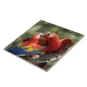Paar Scarlet Macaws Tegeltje (Zijkant)