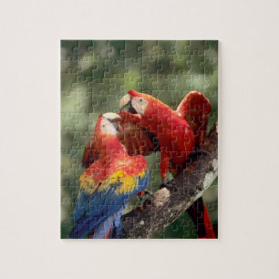 Paar scharlaken ara's legpuzzel