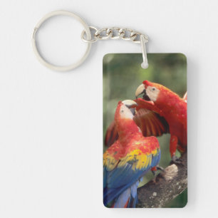Paar scharlaken ara's sleutelhanger