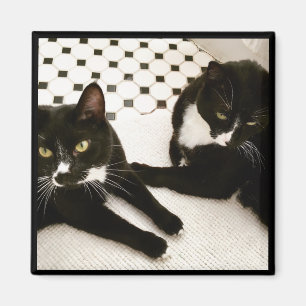 Paar Tuxedo Katten magneet