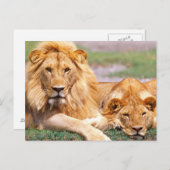 Paar van Afrikaanse Lion, Panthera leo, Tanzania Briefkaart (Voorkant / Achterkant)