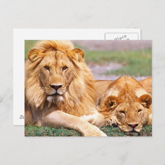 Paar van Afrikaanse Lion, Panthera leo, Tanzania Briefkaart (Voorkant / Achterkant)