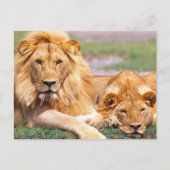 Paar van Afrikaanse Lion, Panthera leo, Tanzania Briefkaart (Voorkant)