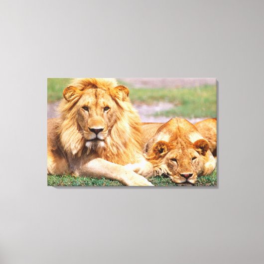 Paar van Afrikaanse Lion, Panthera leo, Tanzania Canvas Afdruk (Voorkant)
