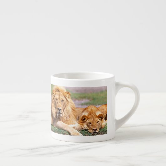Paar van Afrikaanse Lion, Panthera leo, Tanzania Espresso Kop (Rechts)