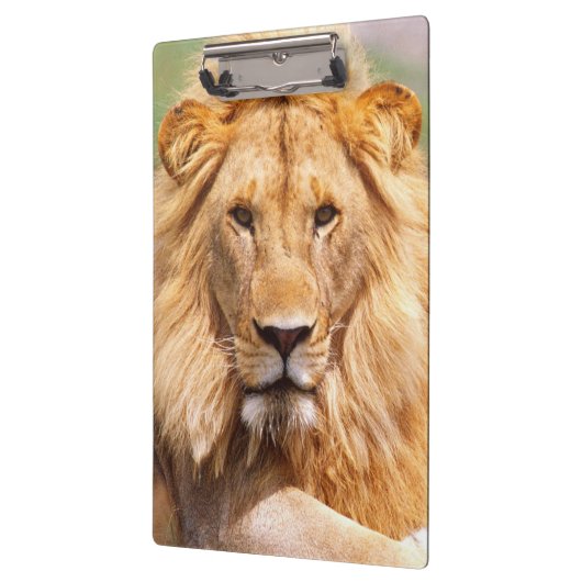 Paar van Afrikaanse Lion, Panthera leo, Tanzania Klembord (Links)