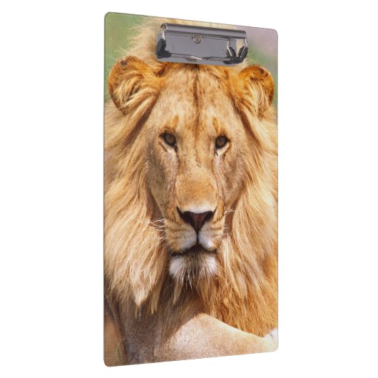 Paar van Afrikaanse Lion, Panthera leo, Tanzania Klembord (Rechts)