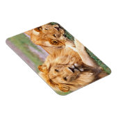 Paar van Afrikaanse Lion, Panthera leo, Tanzania Magneet (Rechterzijde)