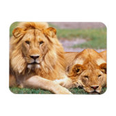 Paar van Afrikaanse Lion, Panthera leo, Tanzania Magneet (Horizontaal)