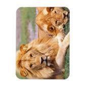 Paar van Afrikaanse Lion, Panthera leo, Tanzania Magneet (Verticaal)