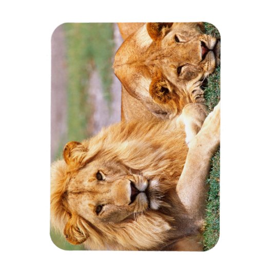 Paar van Afrikaanse Lion, Panthera leo, Tanzania Magneet (Verticaal)